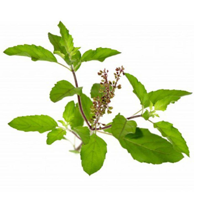 Tulsi 