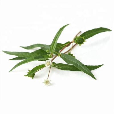 Bhringraj