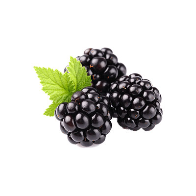 Mulberry