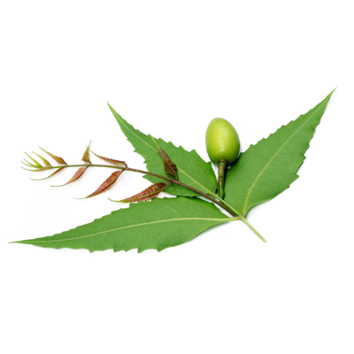 neem