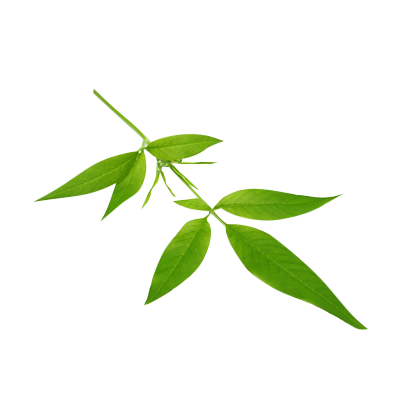 Nirgundi