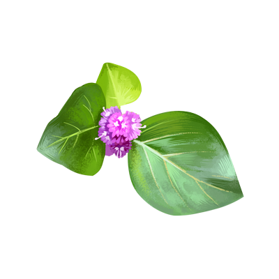 Punarnava