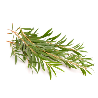 Tea Tree Oil