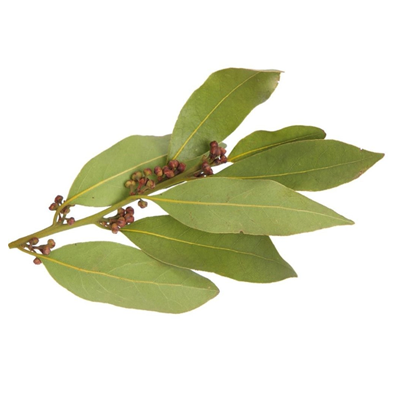 Tejpatta Oil