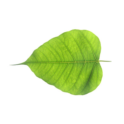 Banyan Leaf