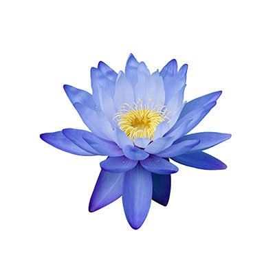 Blue Lotus