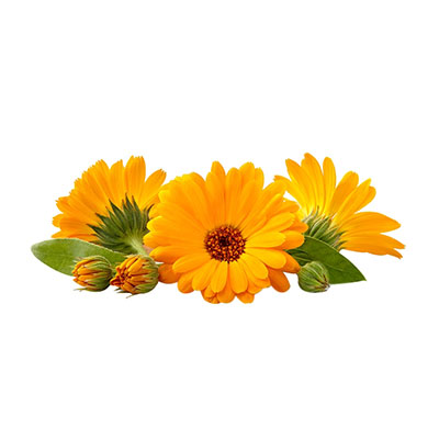 Calendula