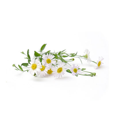 Chamomile