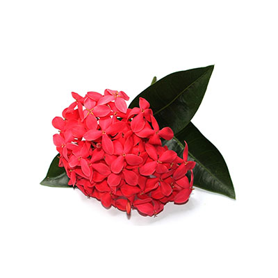 Coccinea