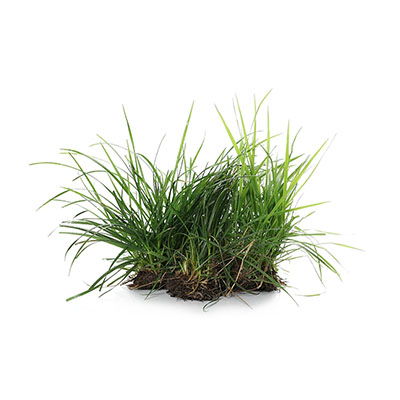 Grass
