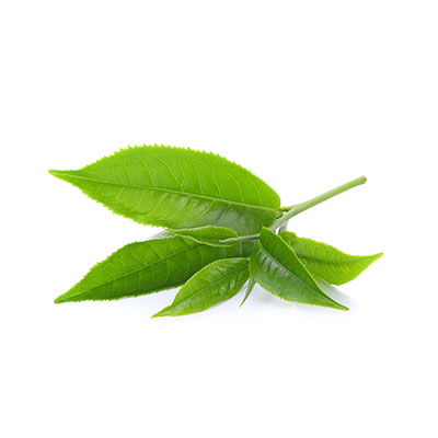 Green Tea Leaves