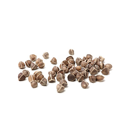 Moringa