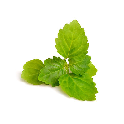 Patchouli Leaves