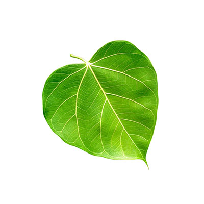 Peepal Leaf