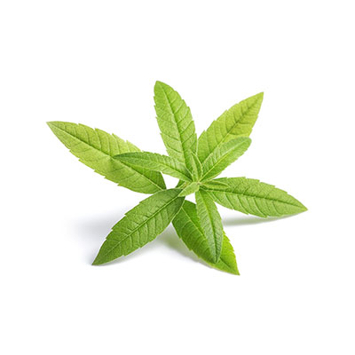 Verbena