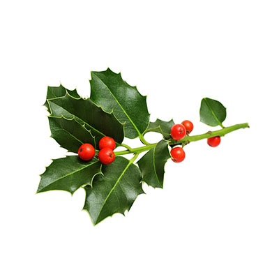 Winter Berry