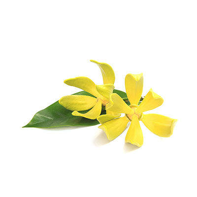Ylang Ylang